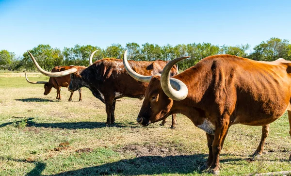 Texas Longhorns Huge Horns on  Cattle on the Texas Farm Ranch in Austin , Texas , USA sunny day