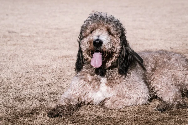 Λαμπραντούντλ Αράζει Καλυμμένος Λάσπη Στο Πάρκο Σκύλων — Φωτογραφία Αρχείου