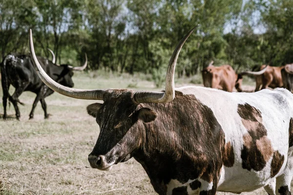 Texas Longhorns Huge Horns on  Cattle on the Texas Farm Ranch in Austin , Texas , USA sunny day