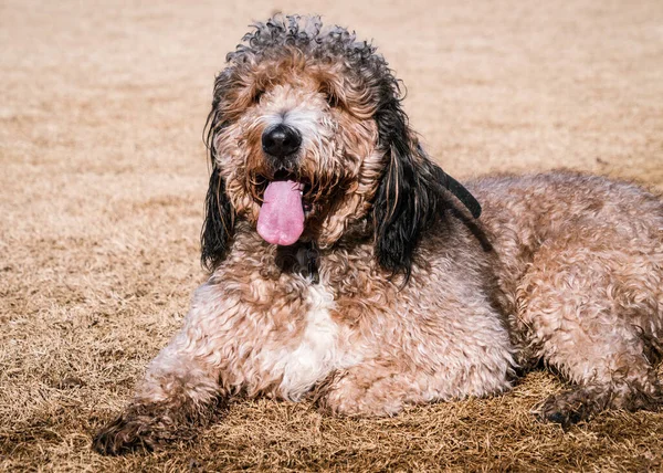 Labradoodle Hanging Out Covered Mud Dog Park — Stock Photo, Image