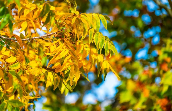 Ramas Árboles Contra Parque Otoño —  Fotos de Stock