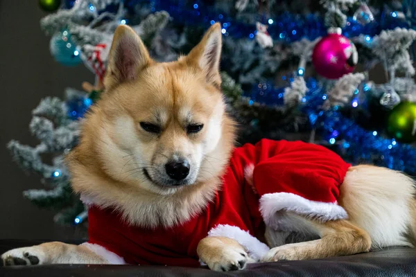 Bonito Natal Pomsky Dog Vestido Como Papai Noel Frente Árvore — Fotografia de Stock