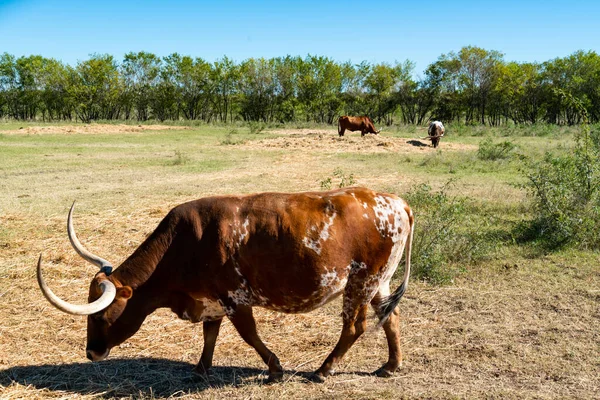 텍사스 오스틴의 텍사스 목장에 텍사스 혼들의 — 스톡 사진