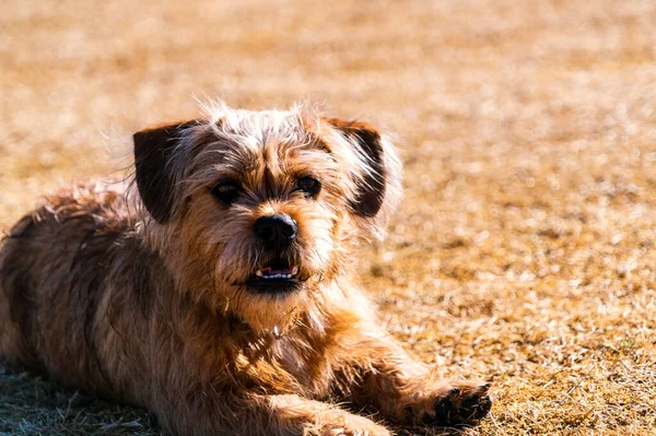 Roztomilý Pes Visí Bahně Dog Park — Stock fotografie