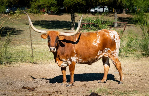 Teksas Uzunboynuzları Teksas Çiftliği Nde Sığırların Üzerinde Büyük Boynuzlar Austin — Stok fotoğraf