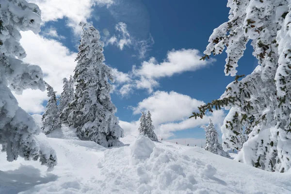 Poeder Sneeuw Perfecte Ongerepte Poeder Sneeuw Landschap Met Besneeuwde Bomen — Stockfoto