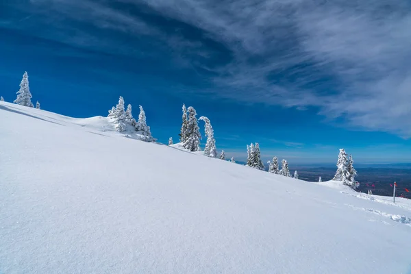 パウダースノー雪に覆われた木々が雪に覆われた完璧な手付かずのパウダースノーの風景白い風景 — ストック写真