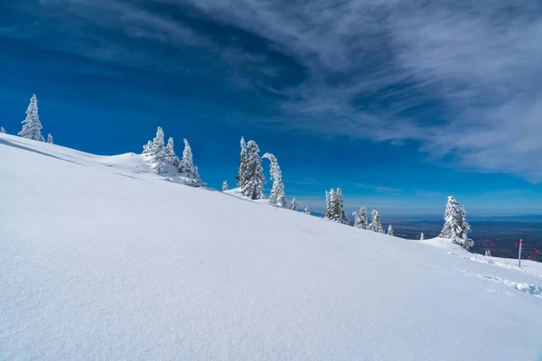 Poeder Sneeuw Perfecte Ongerepte Poeder Sneeuw Landschap Met Besneeuwde Bomen — Stockfoto