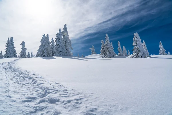 Powder Snow perfect untouched powder snow landscape with snow covered trees covered under snow white landscape