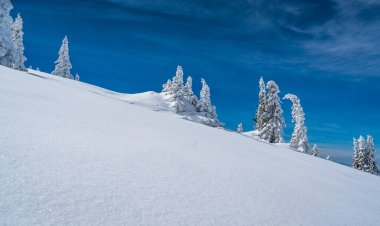 Kar tozu kusursuz toz toz tozu kar manzarası karla kaplı ağaçlarla kaplı kar beyazı manzarası