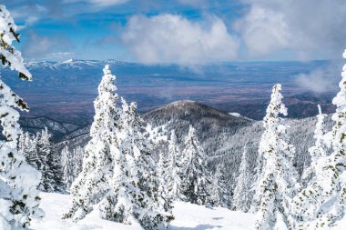 Kar tozu kusursuz toz toz tozu kar manzarası karla kaplı ağaçlarla kaplı kar beyazı manzarası