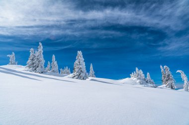 Kar tozu kusursuz toz toz tozu kar manzarası karla kaplı ağaçlarla kaplı kar beyazı manzarası