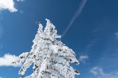 Kar tozu kusursuz toza dokunmamış kar manzarası karla kaplı ağaçlarla kaplı Santa Fe, New Mexico 'da kar beyazı manzarası