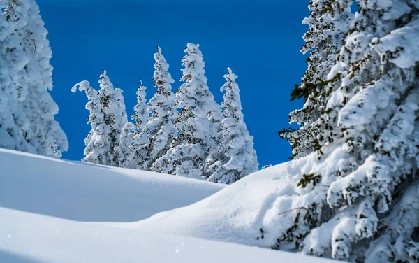 Poeder Sneeuw Perfecte Ongerepte Poeder Sneeuw Landschap Met Besneeuwde Bomen — Stockfoto