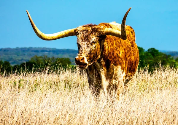Texas Longhorns Enormes Chifres Gado Texas Farm Ranch Austin Texas — Fotografia de Stock
