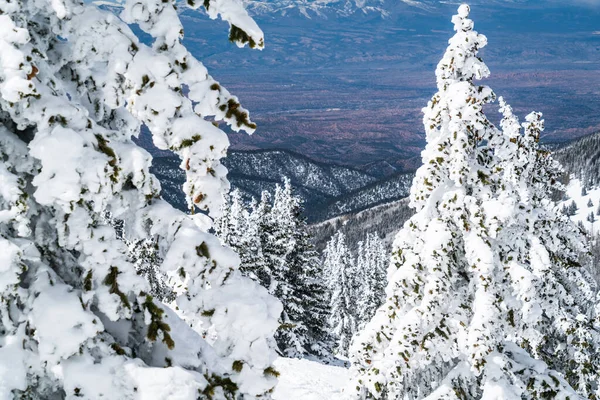 Порошок Снег Идеальный Нетронутый Порошок Снежный Пейзаж Заснеженными Деревьями Покрыты — стоковое фото