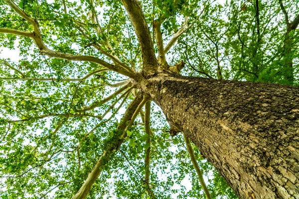 Tronco Árbol Bosque — Foto de Stock