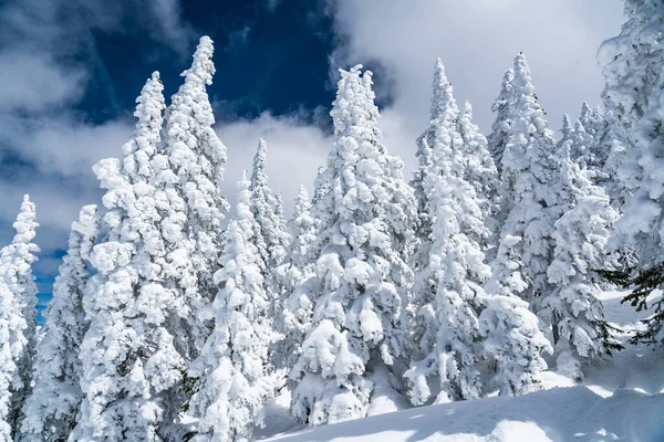 Powder Snow perfect untouched powder snow landscape with snow covered trees covered under snow white landscape in Santa Fe , New Mexico