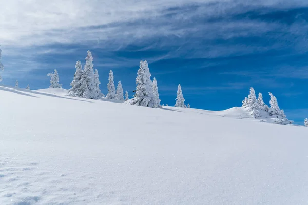 Poeder Sneeuw Perfecte Ongerepte Poeder Sneeuw Landschap Met Besneeuwde Bomen — Stockfoto