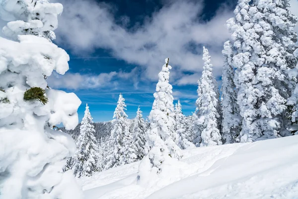 Powder Snow perfect untouched powder snow landscape with snow covered trees covered under snow white landscape in Santa Fe , New Mexico