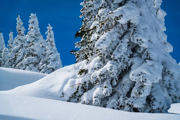 Powder Snow perfect untouched powder snow landscape with snow covered trees covered under snow white landscape in Santa Fe , New Mexico