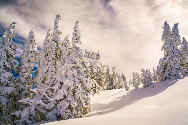 Poeder Sneeuw Perfecte Ongerepte Poeder Sneeuw Landschap Met Besneeuwde Bomen — Stockfoto