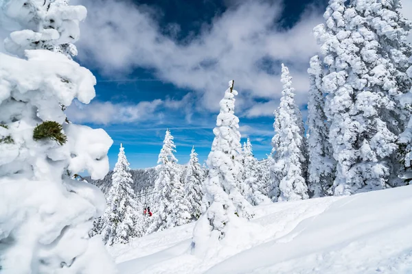 Poeder Sneeuw Perfecte Ongerepte Poeder Sneeuw Landschap Met Besneeuwde Bomen — Stockfoto