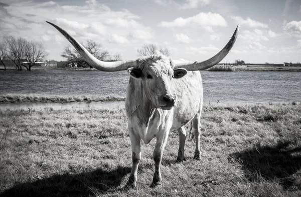 Texas Longhorns Huge Horns on  Cattle on the Texas Farm Ranch in Austin , Texas , USA sunny day