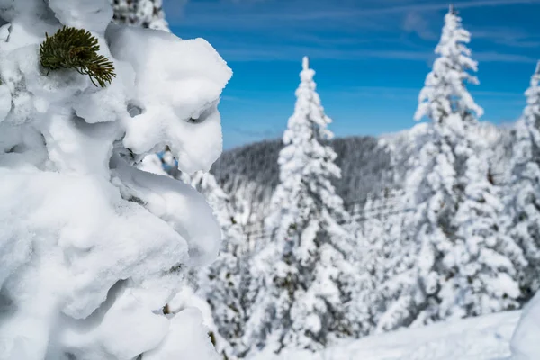 Poeder Sneeuw Perfecte Ongerepte Poeder Sneeuw Landschap Met Besneeuwde Bomen — Stockfoto