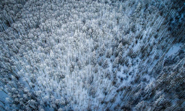 Neve Perfeita Paisagem Neve Intocada Com Árvores Cobertas Neve Cobertas — Fotografia de Stock