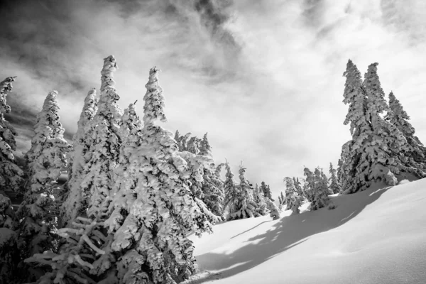 Powder Snow Perfekte Unberührte Pulverschneelandschaft Mit Schneebedeckten Bäumen Unter Schneeweißer — Stockfoto