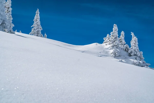 Poeder Sneeuw Perfecte Ongerepte Poeder Sneeuw Landschap Met Besneeuwde Bomen — Stockfoto