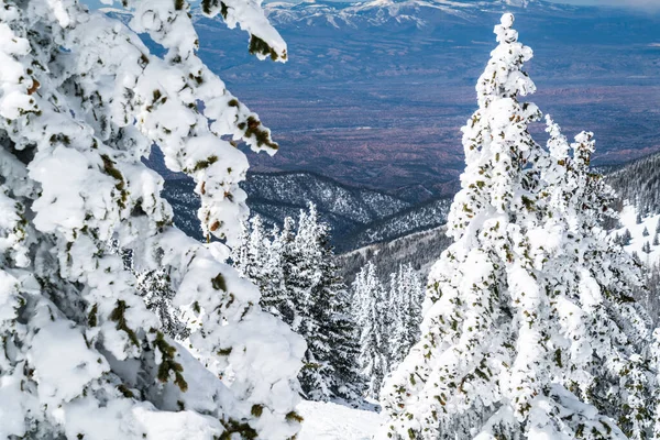 Powder Snow perfect untouched powder snow landscape with snow covered trees covered under snow white landscape in Santa Fe , New Mexico