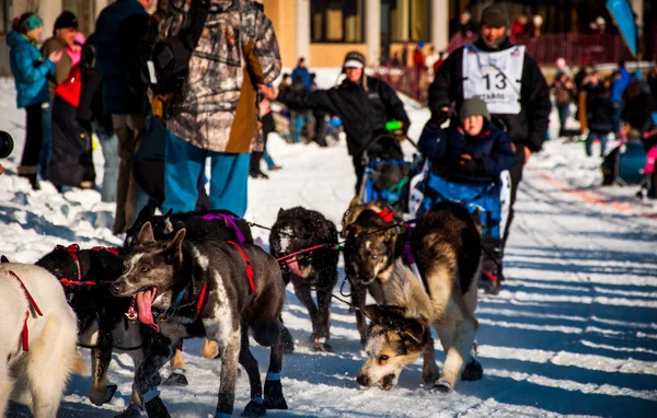 Бегущие Идидароде Сани Собаки Аляскинских Хаски Лицензионные Стоковые Фото