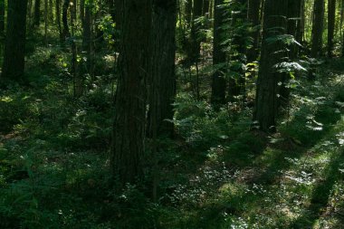 Geniş çam ağaçları, küçük kızılcık çalıları olan yoğun bir orman. Rusya, Arkhangelsk.