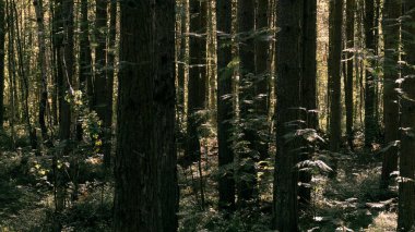 Geniş çam ağaçları, küçük kızılcık çalıları olan yoğun bir orman. Rusya, Arkhangelsk.