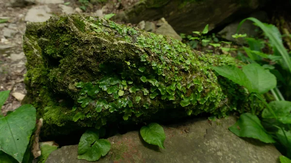 绿林中的鹅卵石覆盖着苔藓 Sochi Lazarevskoe Berendeevo Tsarstvo 俄罗斯 — 图库照片