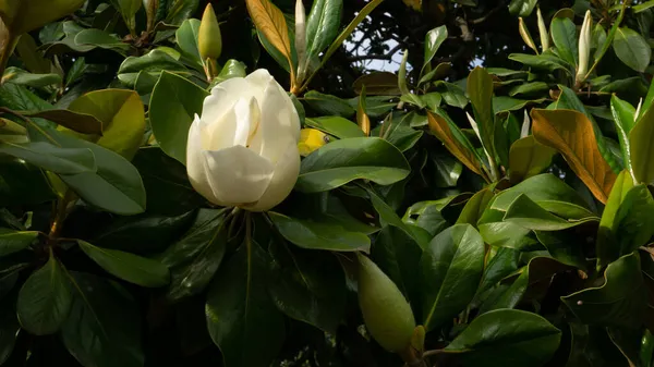 Vit Blommande Magnolia Blomma Omgiven Mörkgröna Blad Närbild — Stockfoto
