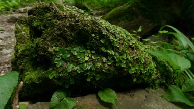 Yeşil ormanda yosun kaplı kaldırım taşı. Sochi, Lazarevskoe, Berendeevo Tsarstvo, Rusya