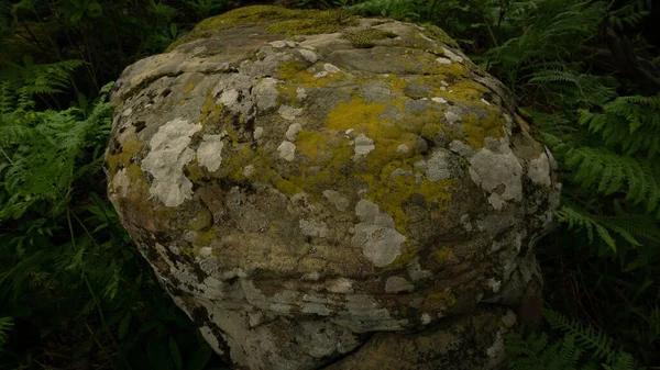 Pedra Paralelepípedos Coberta Musgo Floresta Verde Sochi Lazarevskoe Berendeevo Tsarstvo — Fotografia de Stock