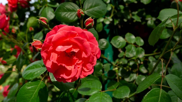 Цветущий Розовый Цветок Розы Окруженный Темно Зелеными Листьями Крупный План — стоковое фото