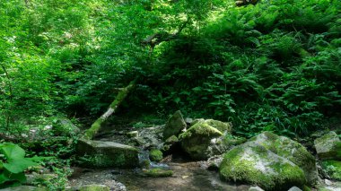 Dağ nehri, küçük şelaleleri olan yeşil ormandaki büyük taşların arasında. Sochi, Lazarevskoe, Berendeevo Tsarstvo, Rusya