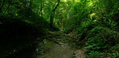 Dağ nehri, küçük şelaleleri olan yeşil ormandaki büyük taşların arasında. Sochi, Lazarevskoe, Berendeevo Tsarstvo, Rusya