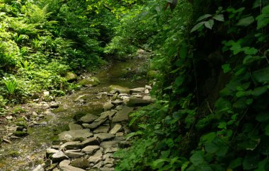 Dağ nehri, küçük şelaleleri olan yeşil ormandaki büyük taşların arasında. Sochi, Lazarevskoe, Berendeevo Tsarstvo, Rusya