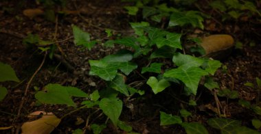 Rusya 'nın güneyindeki bir sokakta yaygın sarmaşık yetişiyor. Sochi, Lazarevskoe.