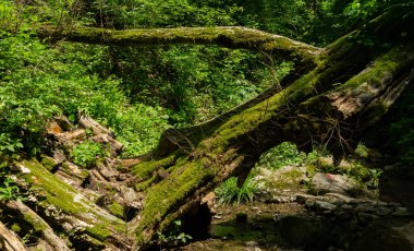 Yeşil bir ormanda yosun kaplı ağaç. Berendeyevo Tsarstvo, Soçi, Rusya