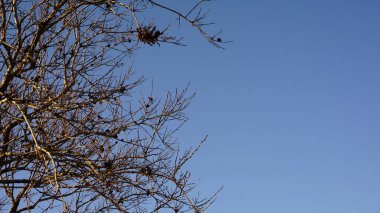 Dark tree branches against a bright blue sky without clouds
