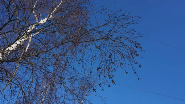 Tmavý strom větví proti jasně modré obloze bez mraků — Stock fotografie