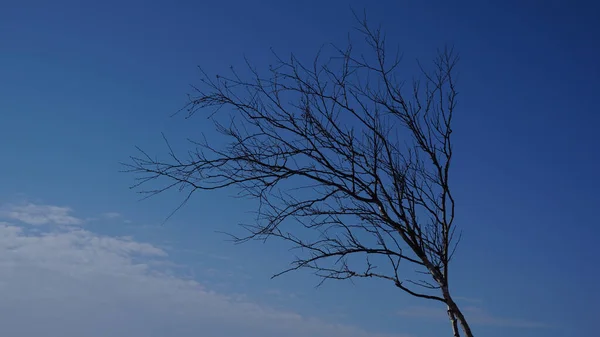 Tmavý strom větví proti jasně modré obloze bez mraků — Stock fotografie
