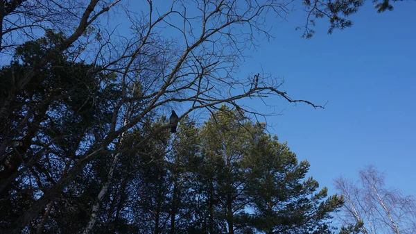Egy galamb ül egy fán a téli erdős táj hátterében. Fenyők, nyírfák, kék ég. — Stock Fotó
